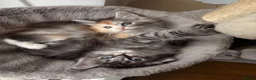 Maine Coon cats for sale: Sweet teddy bears. 🧸 🐈‍⬛ - Advert 13