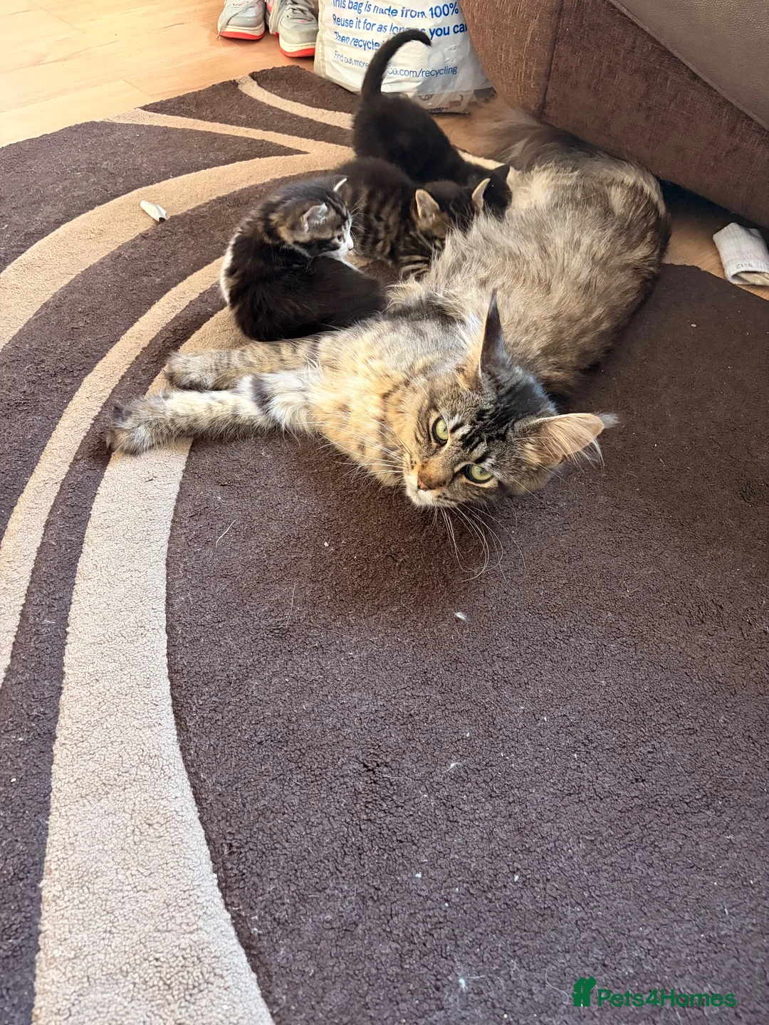 Maine Coon cats for sale: Maine Coon Cross Kittens - Advert 2