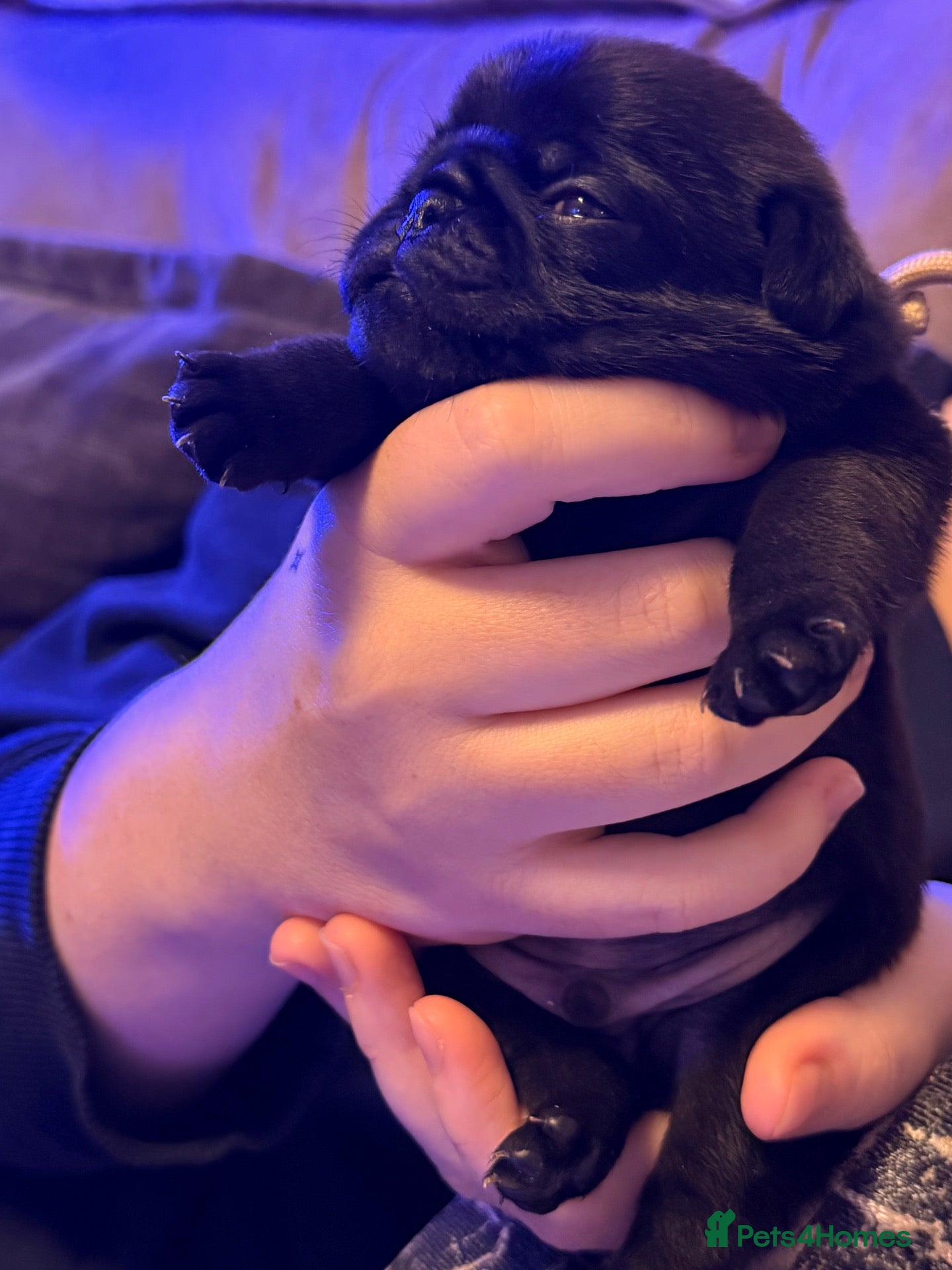 Pug dogs 🐾 **PUG PUPPIES – INTEREST NOW BEING TAKEN 🐾** - Advert 1