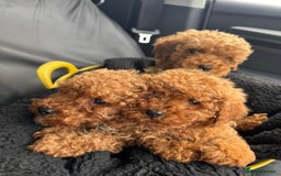 Toy Poodle dogs for sale: Red KC Toy Poodle Puppies. Ready Now!!  - Image 9