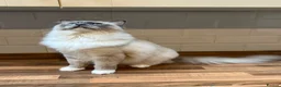 Ragdoll cats for sale: Handsome male Ragdoll for sale  - Advert 5