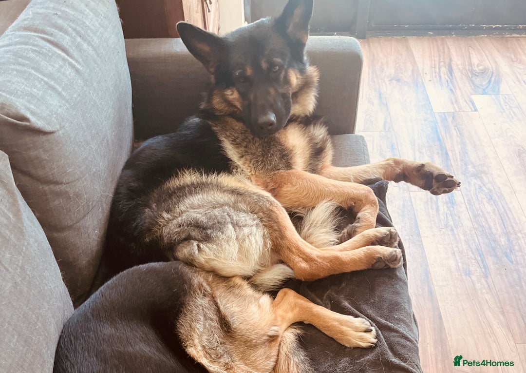 German Shepherd dogs for sale: Beautiful Lovely Boy Looking For A Better Fit - Image 4