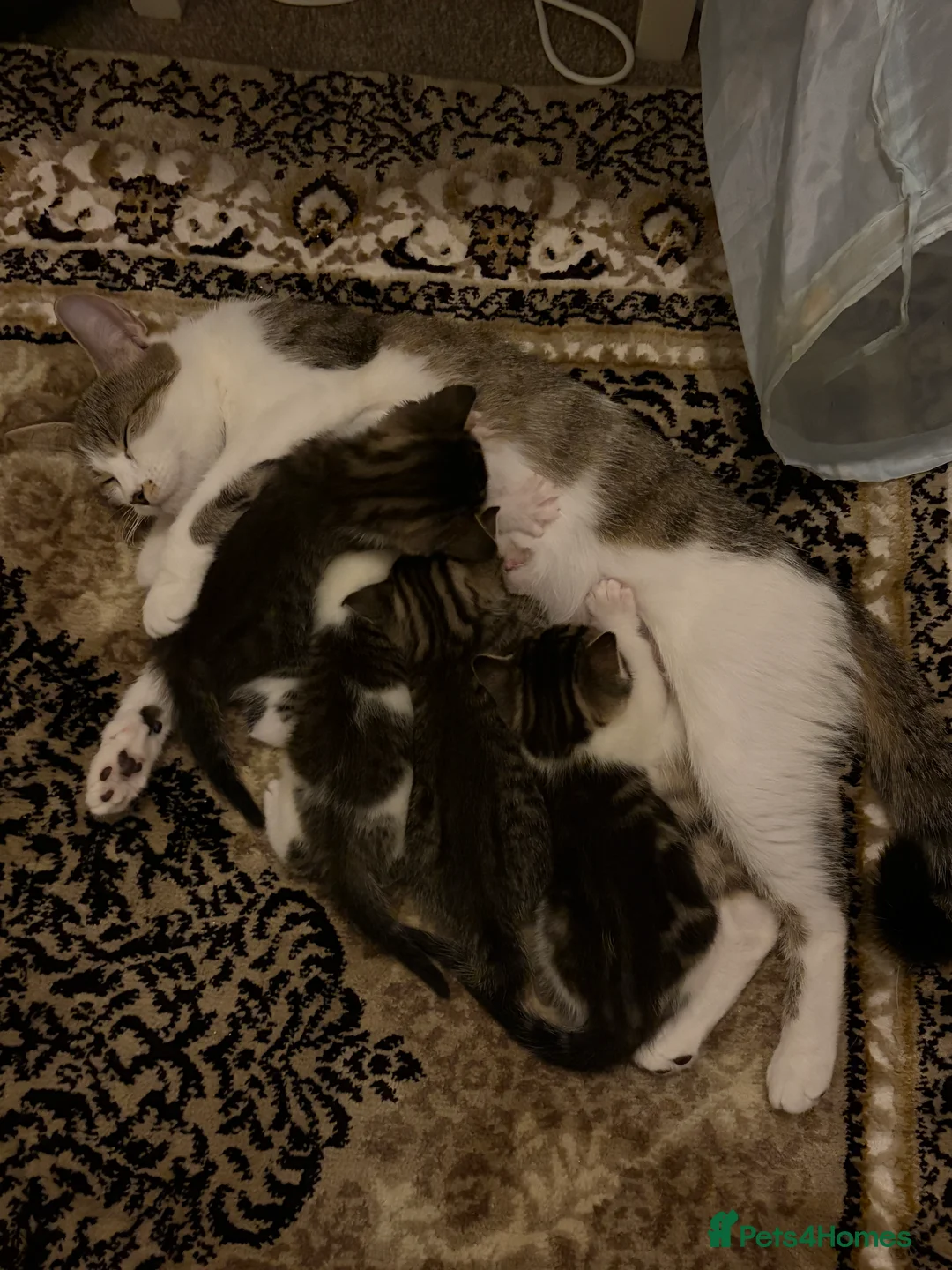 American Shorthair cats for sale: 4 beautiful American Shorthair Kittens - Advert 2