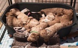 Cavapoo dogs for sale: Cute bundles of sweetness  - Image 2