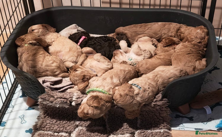 Cavapoo dogs - Advert 20