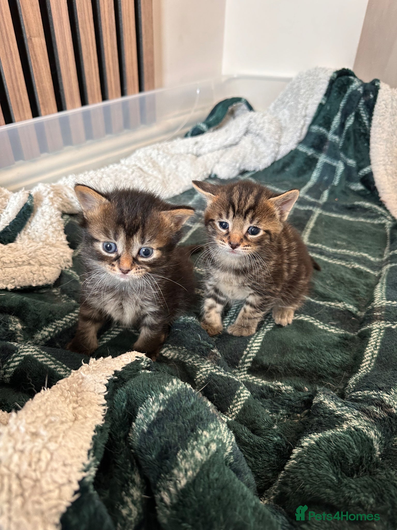 Mixed Breed cats  litter of 7 kittens looking for loving homes - Advert 17