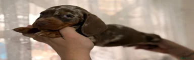 Dachshund Puppy 2