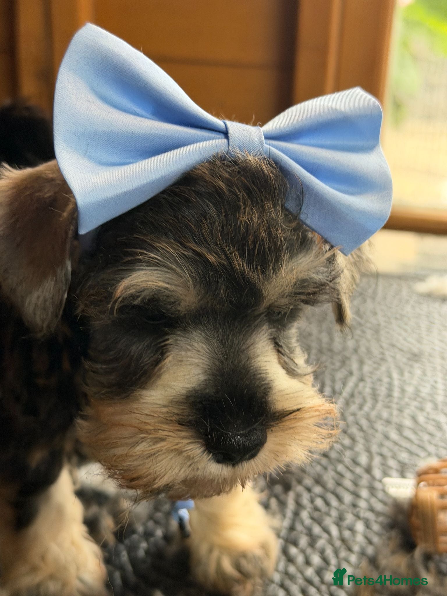 Miniature Schnauzer dogs Boy and girl ready now salt and pepper  - Advert 1
