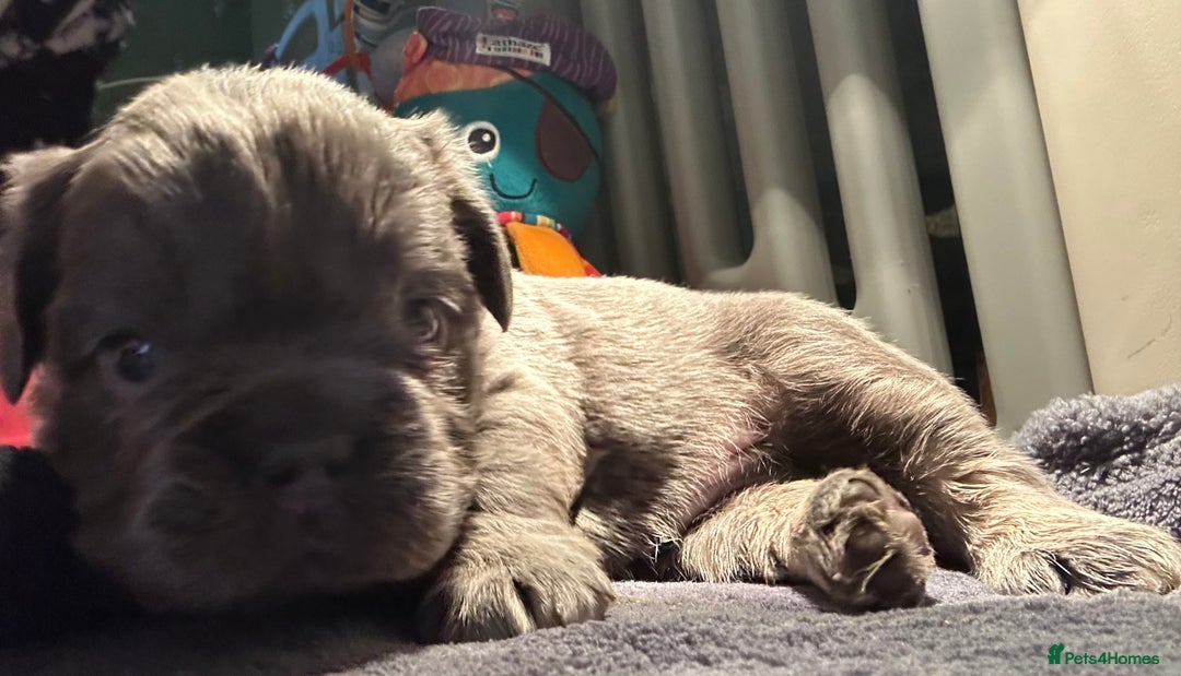 French Bulldog dogs for sale: 🐾🔥 Fluffy French bulldogs 🔥🐾 - Advert 17