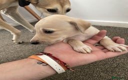 Greyhound dogs for sale: Greyhound Puppy - Image 13