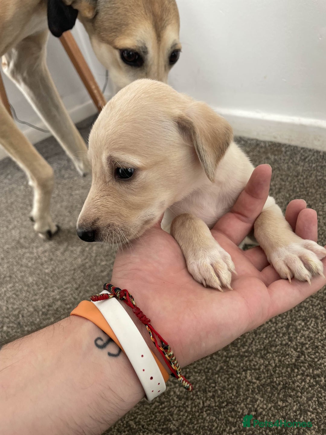 Greyhound dogs for sale: Greyhound Puppy - Image 13