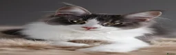 Maine Coon cats for sale: Tica registered Mainecoon females, ready to go. - Advert 9