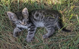 Maine Coon cats for sale: Silver tabby fluffy Maine coon - Image 2