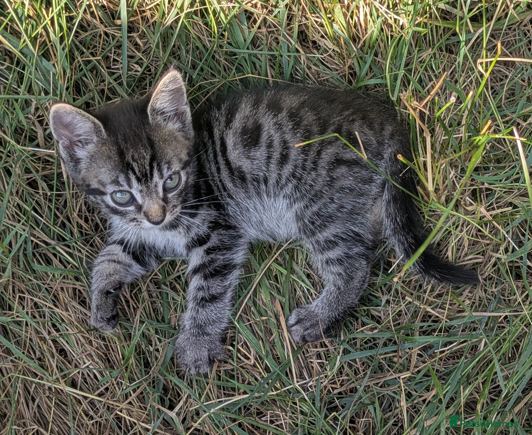Maine Coon cats for sale: Silver tabby fluffy Maine coon - Image 2