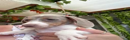 Dachshund dogs for sale: Dachshund piebald Puppy READY NOW  - Advert 22