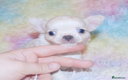Chihuahua dogs for sale: KC REG HEALTH TESTED CHIHUAHUA BABIES - Image 6