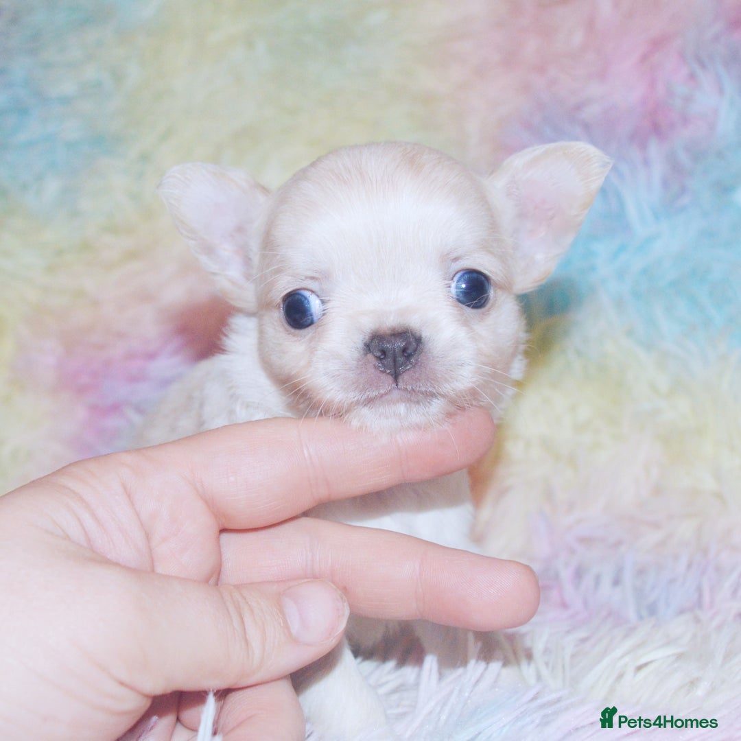 Chihuahua dogs for sale: KC REG HEALTH TESTED CHIHUAHUA BABIES - Image 6