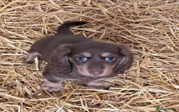 Miniature Dachshund dogs for sale: Miniture long haired daschund pups  - Image 3