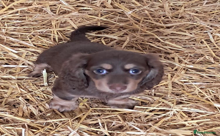 Miniature Dachshund dogs - Advert 10