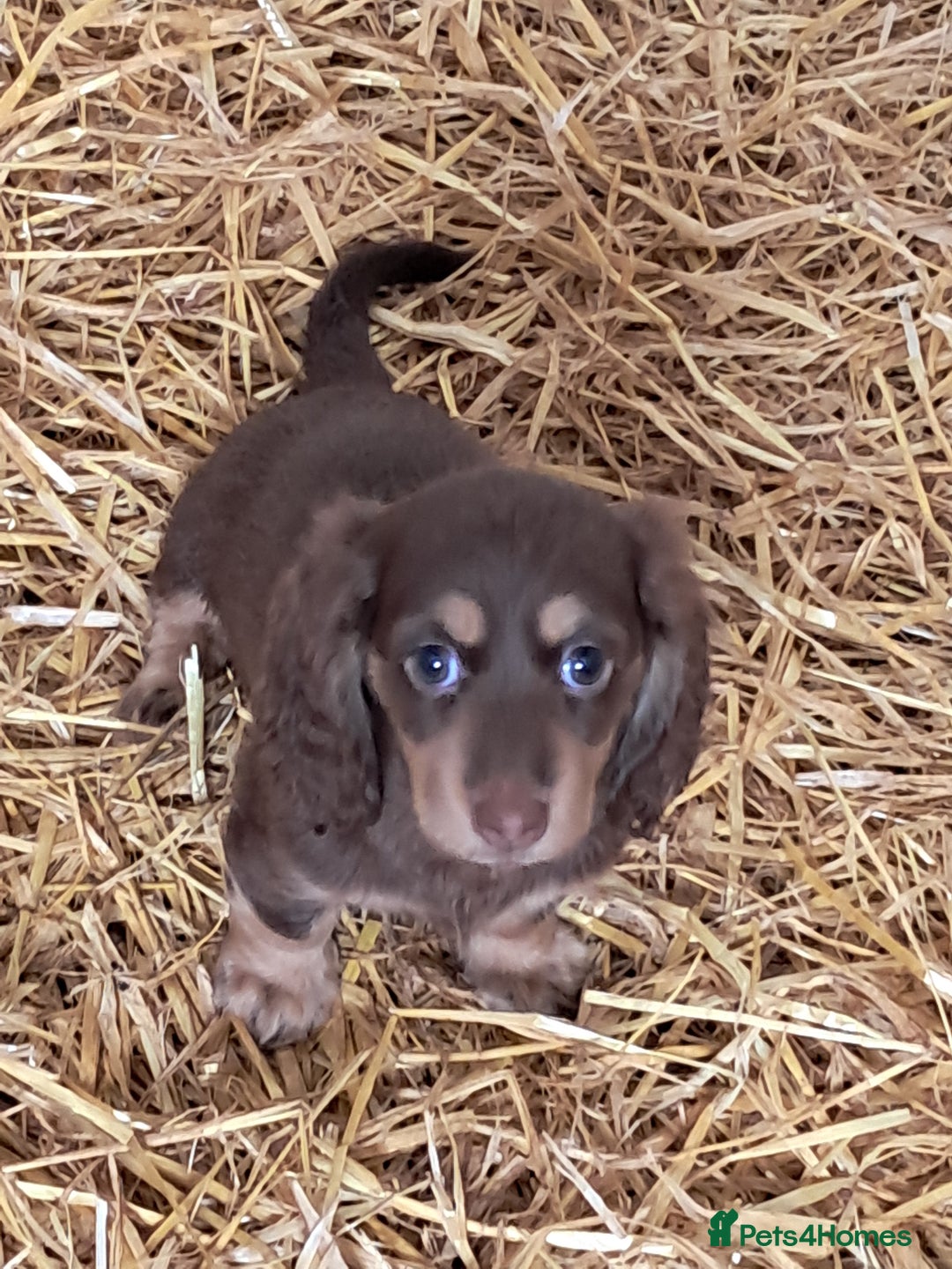 Miniature Dachshund dogs for sale: Miniture long haired daschund pups  - Image 3