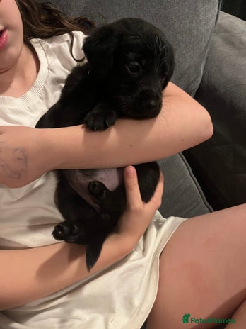 Labrador Retriever dogs Very sweet Labrador girl puppy ready Now - Advert 11