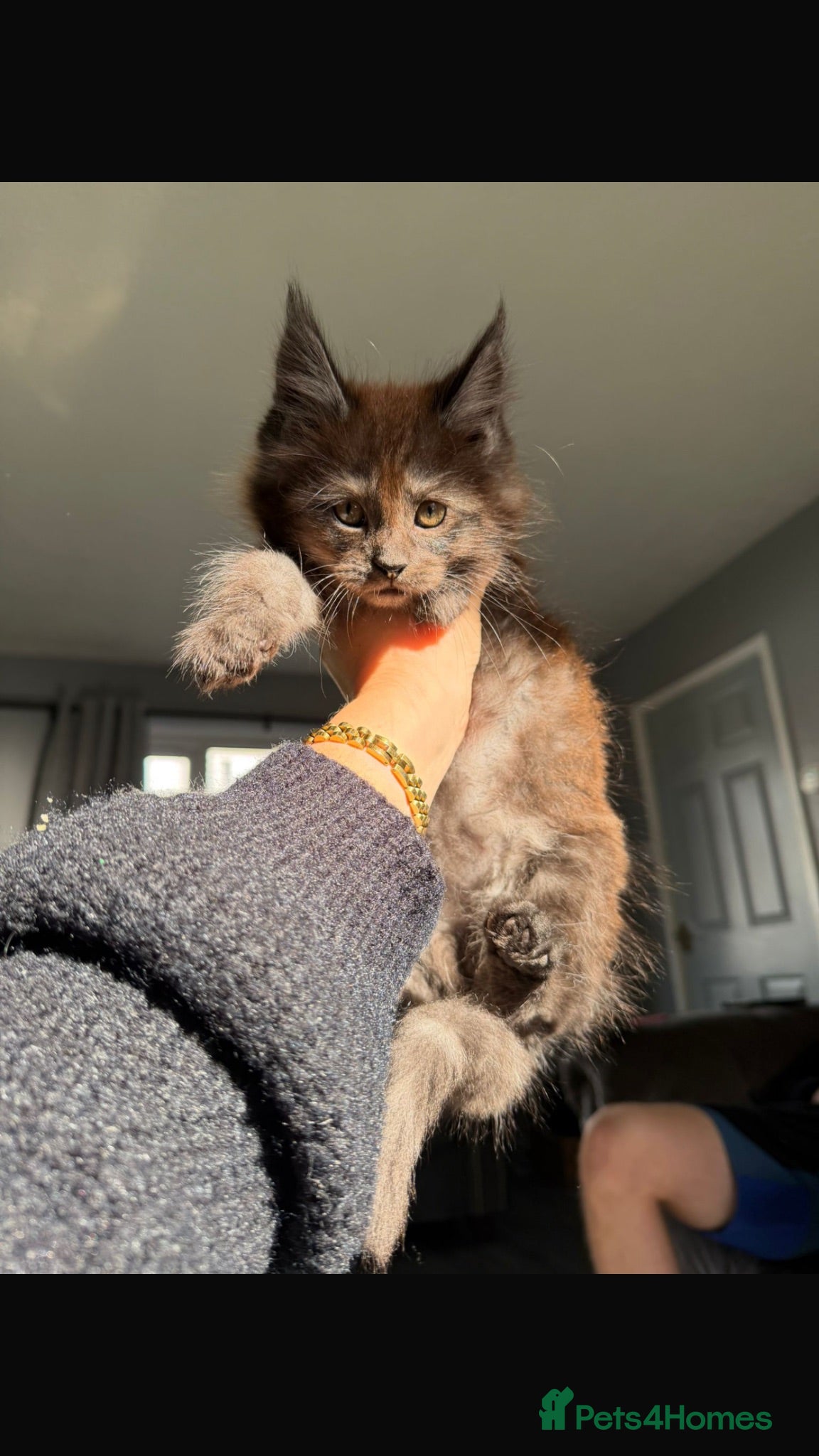 Maine Coon cats READY TO GO🏡🏡 Gaint mainecoon babies - Advert 1