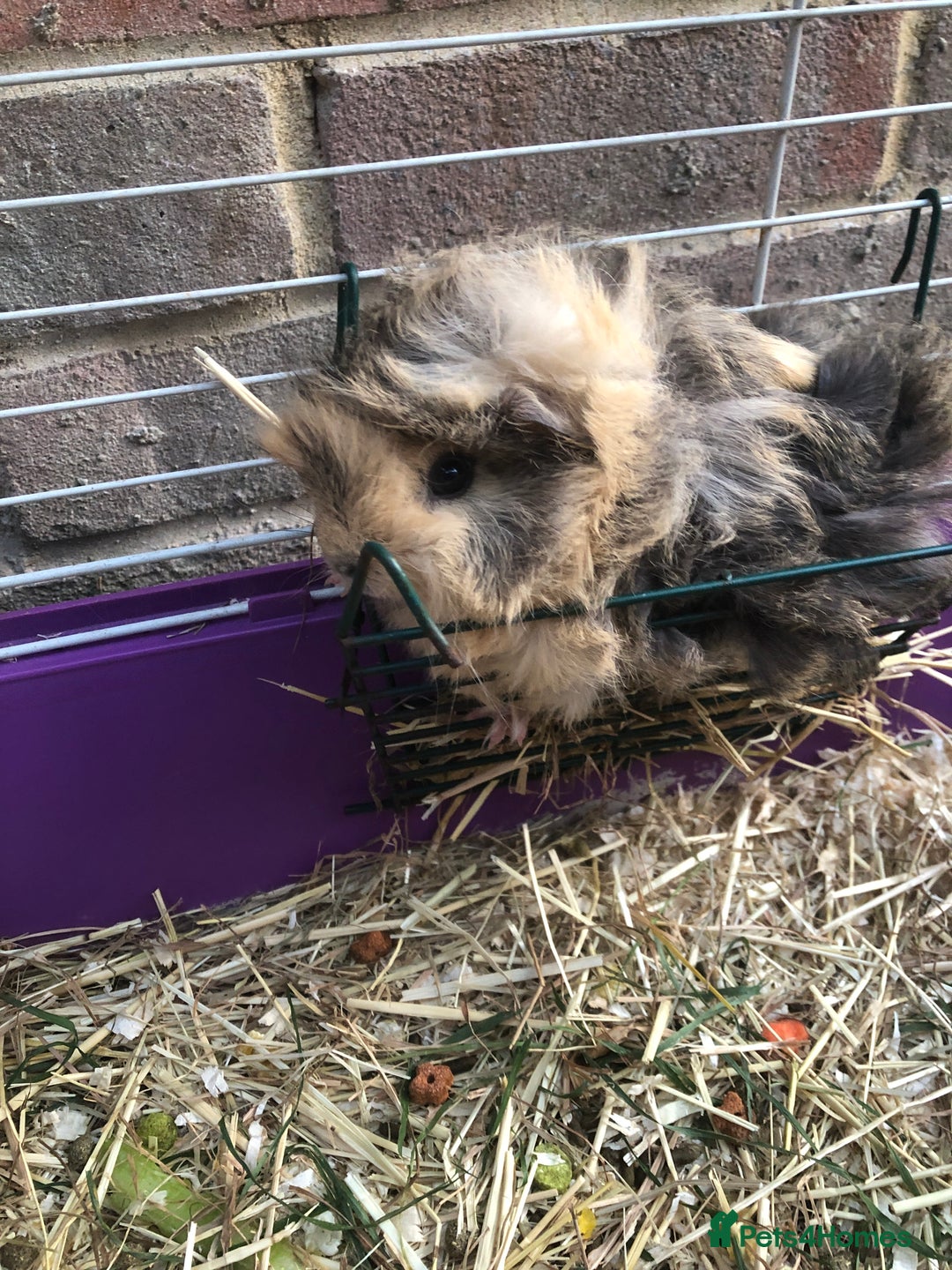 Guinea Pig rodents for sale: 2 beautiful baby boy Guineapigs  - Image 9