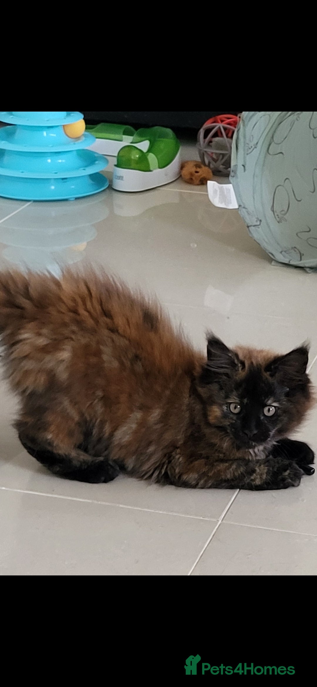 Maine Coon cats for sale: ⭐️⭐️LAST MAINECOON BABY LEFT.⭐️⭐️ in Southampton - Image 3