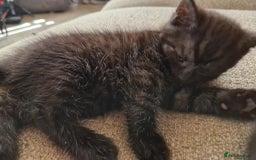 British Shorthair cats for sale: British shorthaired mixed with Ragdoll kitten - Image 5