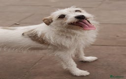 Mixed Breed dogs for adoption: 💖🐶 FAY 🐶💖 - Image 7