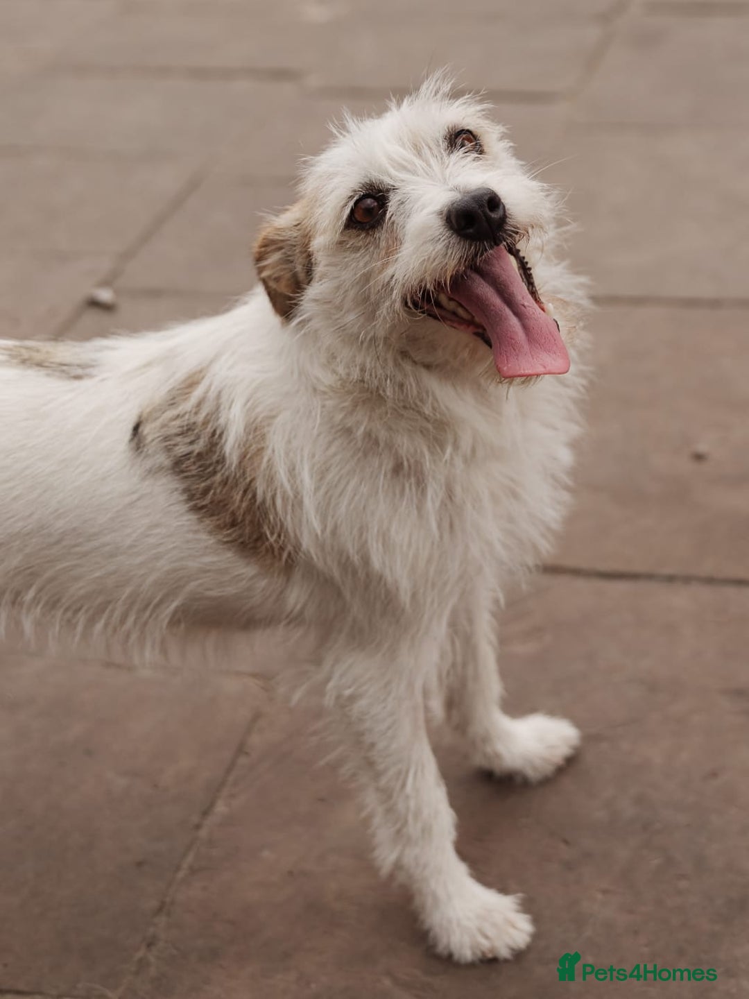Mixed Breed dogs for adoption: 💖🐶 FAY 🐶💖 - Image 7