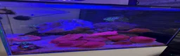 Other/Mixed Breed fish for sale: 120L Fully established Tropical fish tank in Manchester - Advert 6