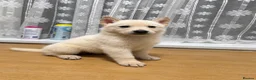 Shepsky dogs for sale: Adorable Shepsky Puppies Looking for Forever Homes - Advert 4