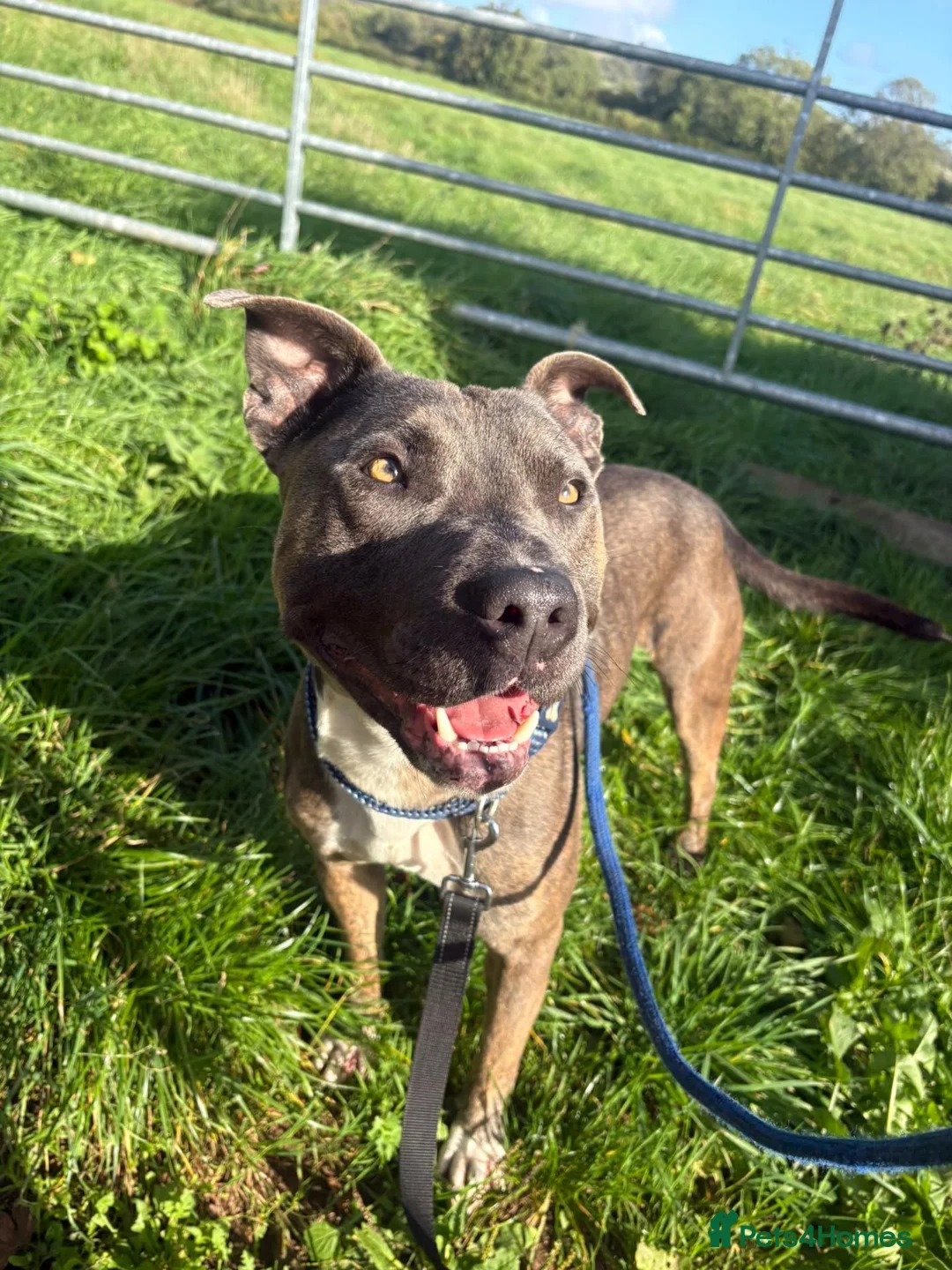 Staffordshire Bull Terrier dogs for adoption: Zeus - Staffy for Adoption (24 kg) in Wells - Advert 3