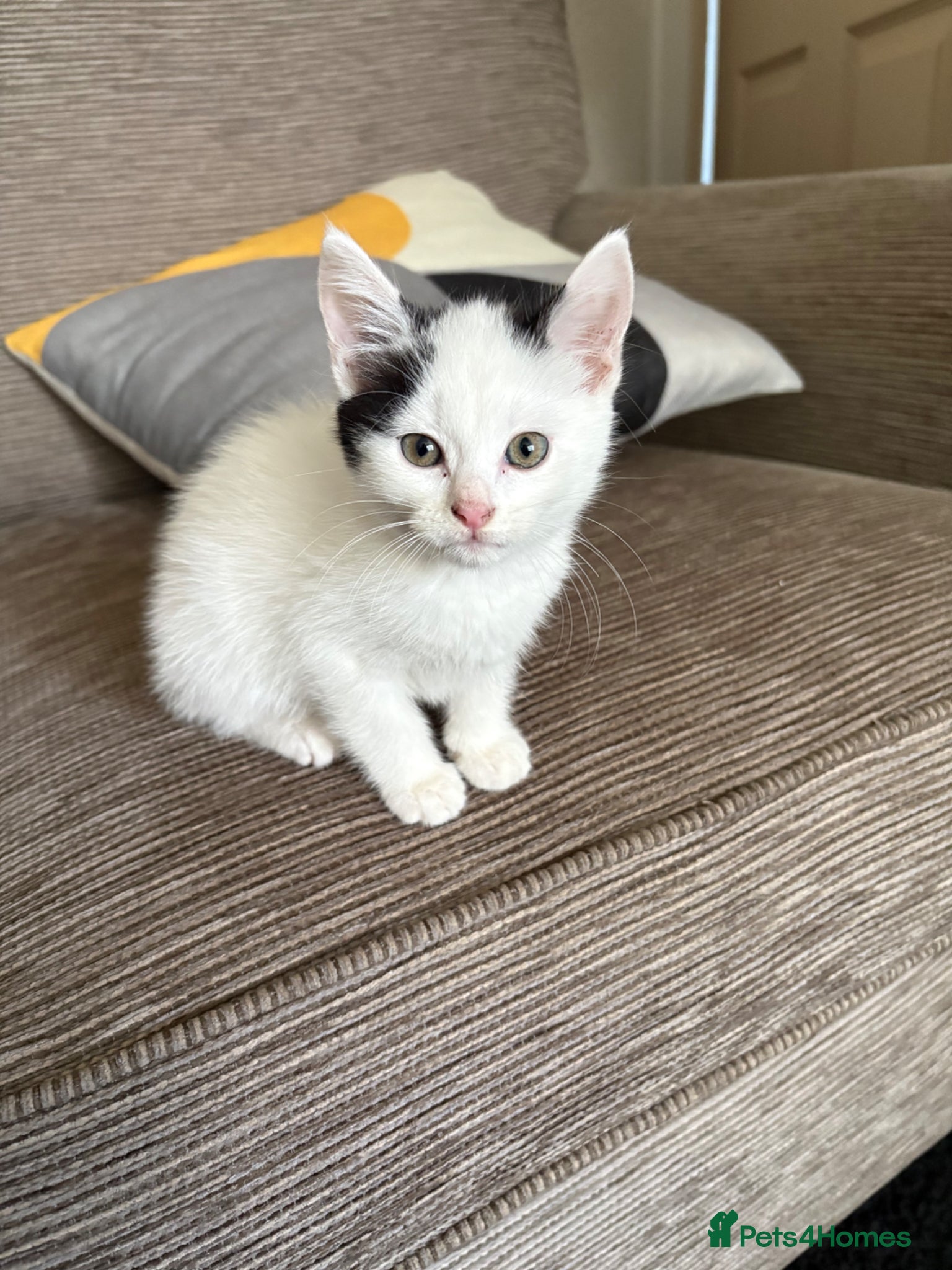 Mixed Breed cats Adorable Sisters - Advert 5