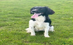 English Springer Spaniel dogs for sale: Heavily Marked Litter, KC, Health Checked Parents. - Image 5
