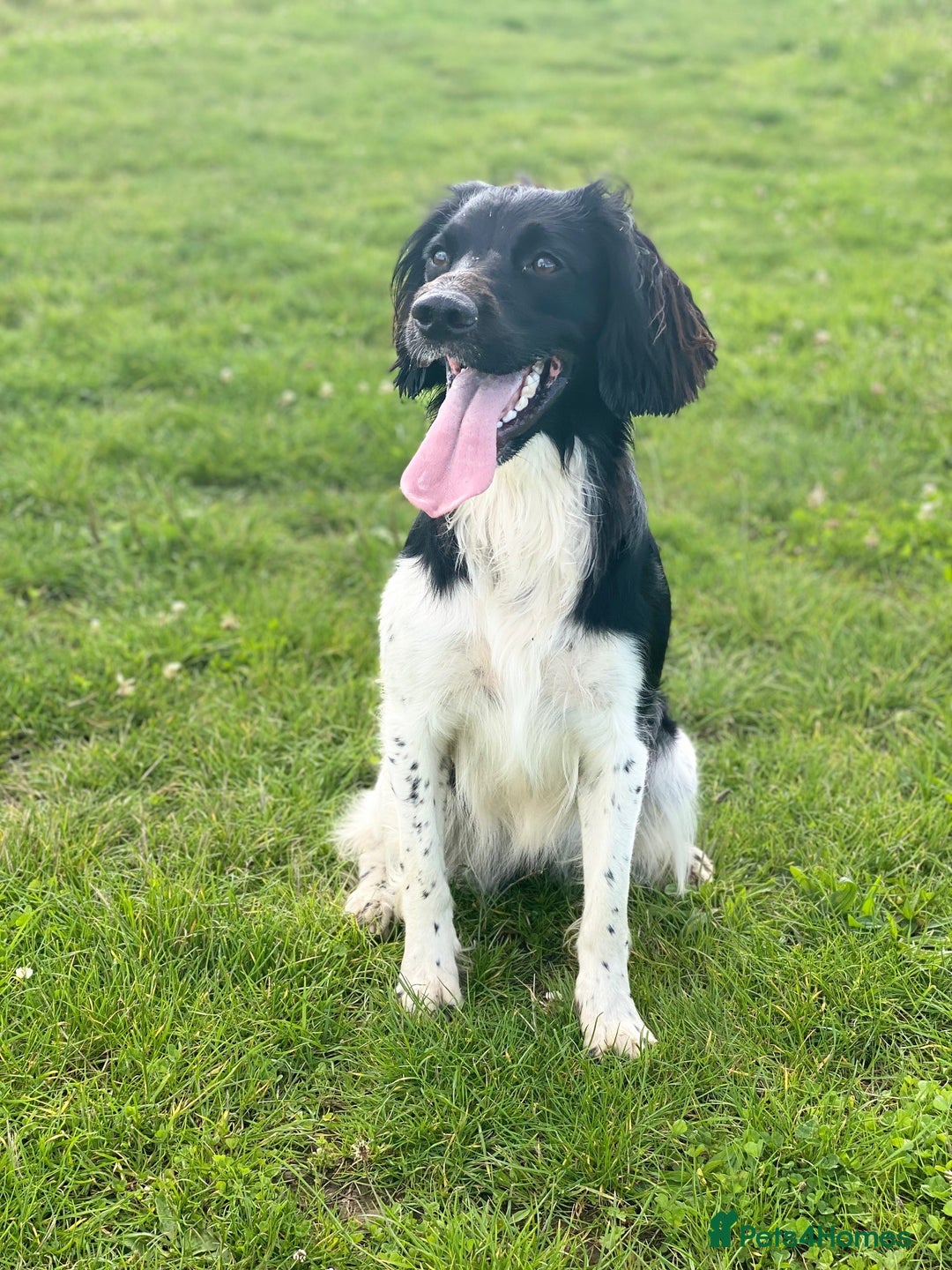 English Springer Spaniel dogs for sale: Heavily Marked Litter, KC, Health Checked Parents. - Image 5