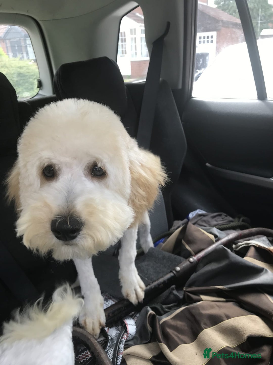 Mixed Breed dogs for sale: Westiepoo pups x2 - Advert 3
