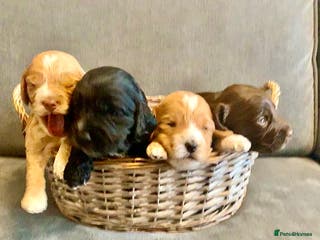 Cockapoo dogs Cockapoo F1b - Advert 1