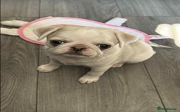 Pug dogs for sale: 1 gorgeous pug boy  - Image 12