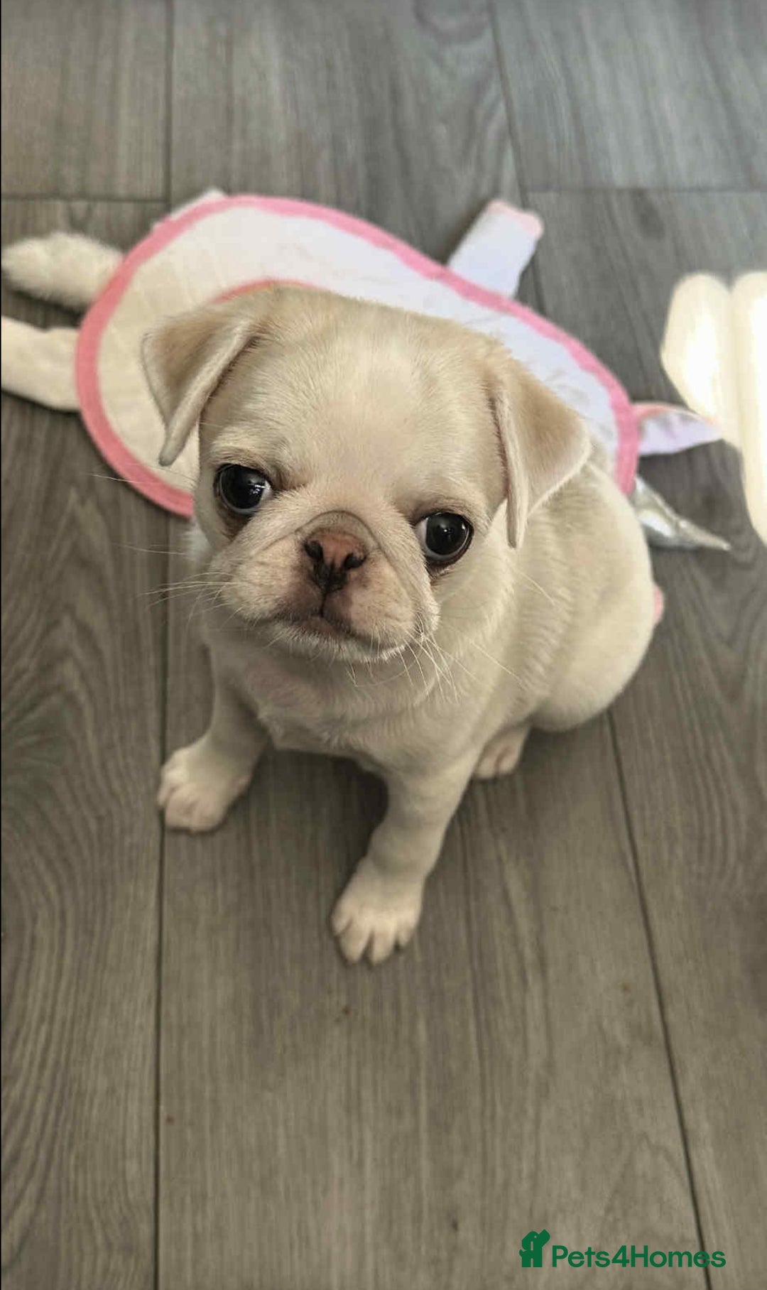 Pug dogs for sale: 1 gorgeous pug boy  - Image 12