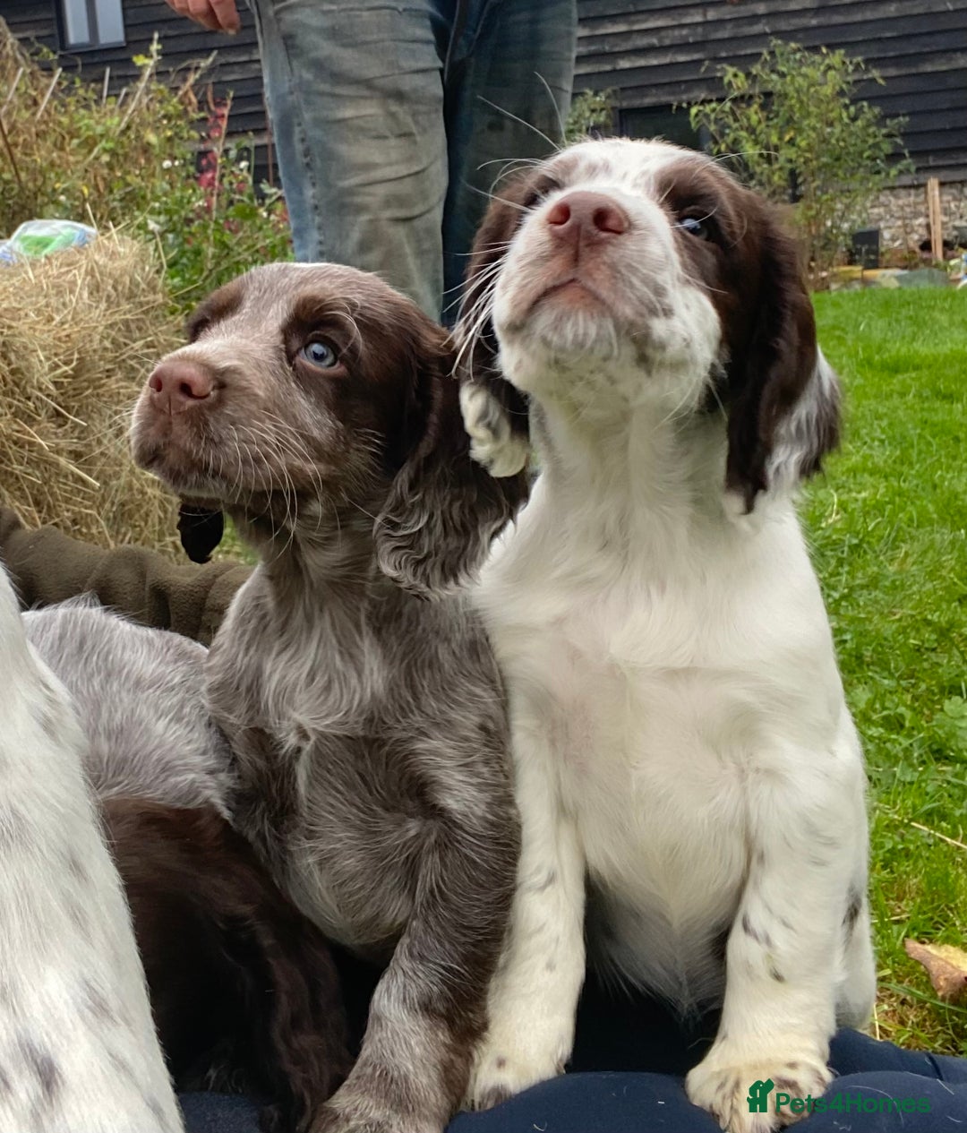 Cocker Spaniel dogs for sale: Beautiful cocker puppies - Image 2