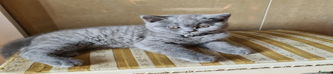 British Shorthair Kitten 1