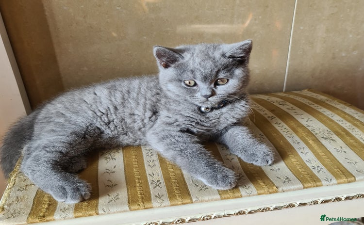 British Shorthair cats - Advert 3