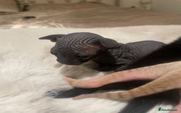 Sphynx cats for sale: Beautiful Sphynx cross orinetal kittens  - Advert 17