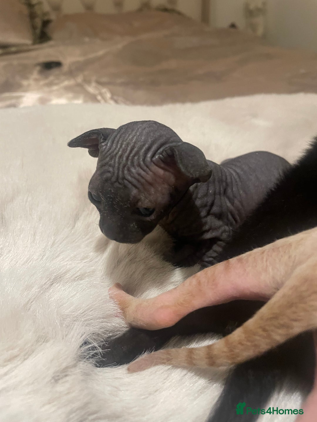 Sphynx cats for sale: Beautiful Sphynx cross orinetal kittens  - Advert 17