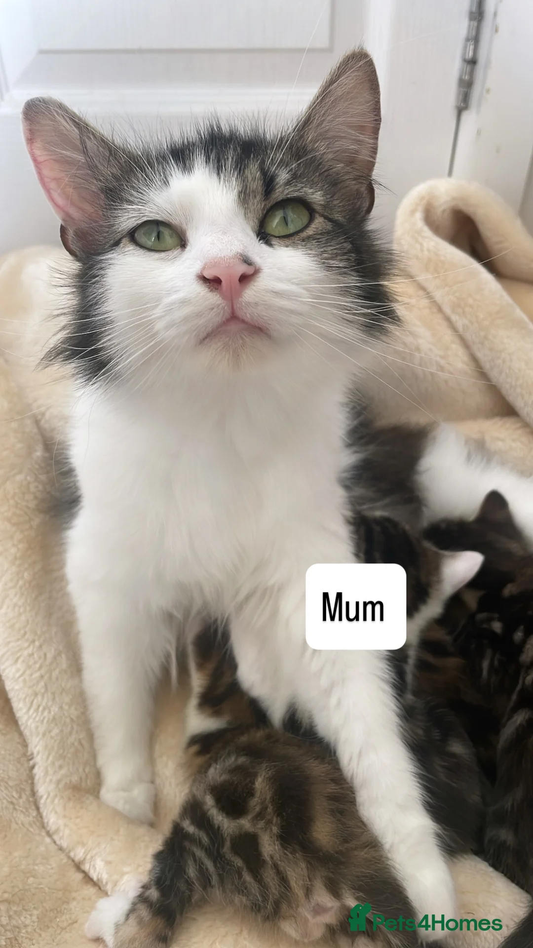 Mixed Breed cats for sale: Tri colour kittens - Advert 6