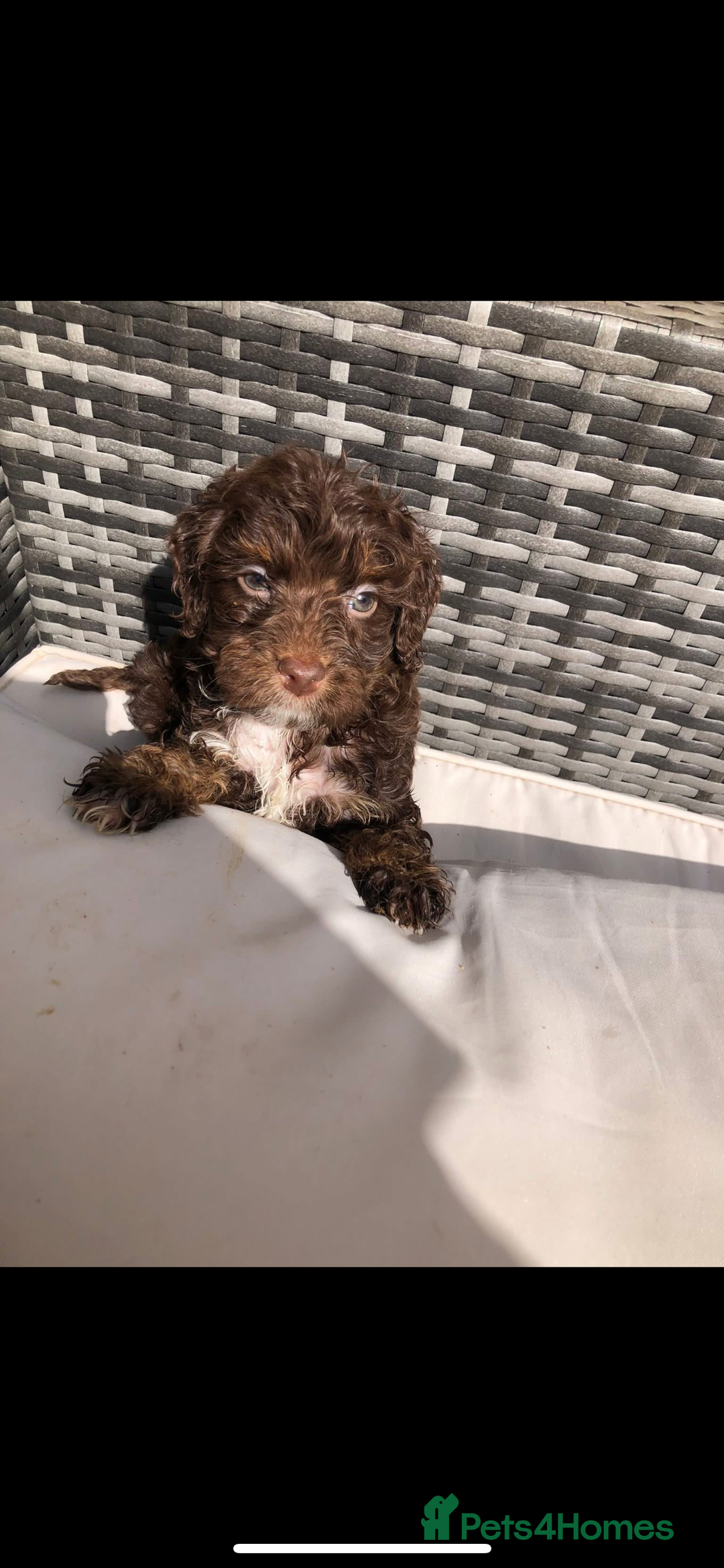 Cavapoo dogs for sale: *Reduced F1B cavapoos  - Image 2