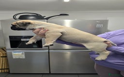 Bullmastiff dogs for sale: Bullmastiff Puppies  - Image 21