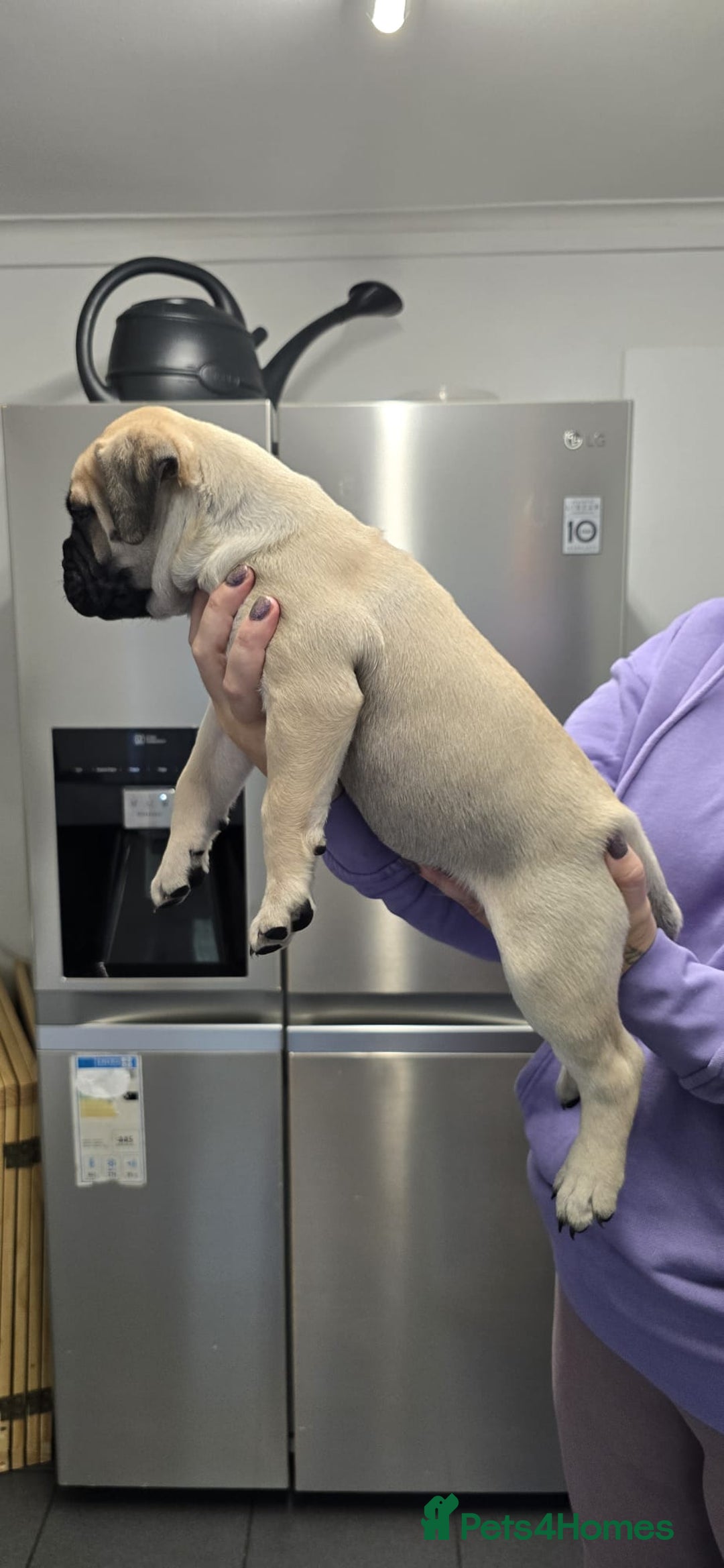 Bullmastiff dogs for sale: Bullmastiff Puppies  - Image 21